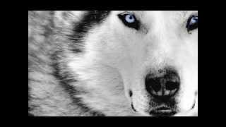 Son of a Wolf - Powerwolf