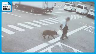 男性4人がイノシシに襲われる ｢飛びかかるように乗っていた｣ 約1時間半後に捕獲 突進してくる様子も… 愛知･豊田市