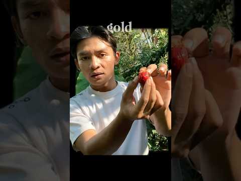 Javaniska Elflora and Fahmi Dhr