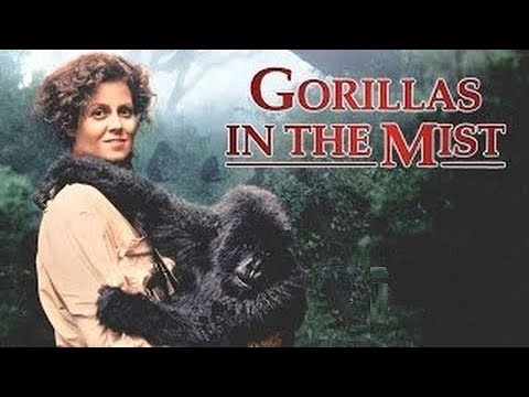 Tráiler en V.O.S.E. de Gorilas en la niebla