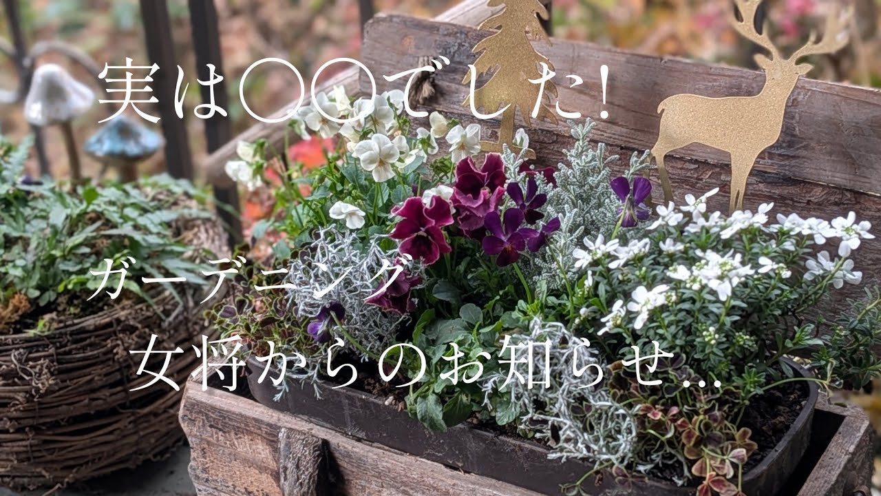 【2025.12月】実は〇〇でした!ガーデニング女将からのお知らせ。