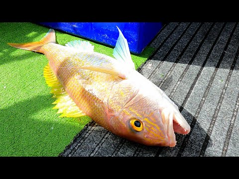 "We HOOKED So Many FISH! and NO SHARKS" Coral Bay