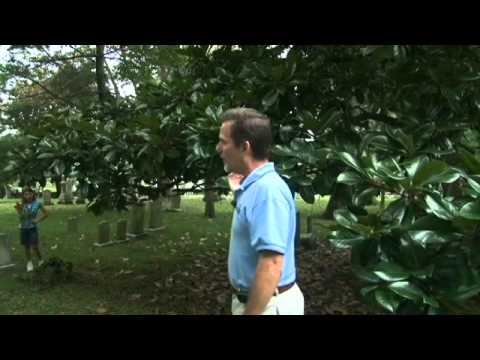 download lagu mp3 mp4 Magnolia Southern Victoria, download lagu Magnolia Southern Victoria gratis, unduh video klip Magnolia Southern Victoria