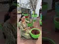 Unboxing Dragon Fruit Plants Dragon Dragonfruit