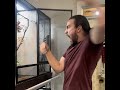 A day in the life of a chameleon breeder