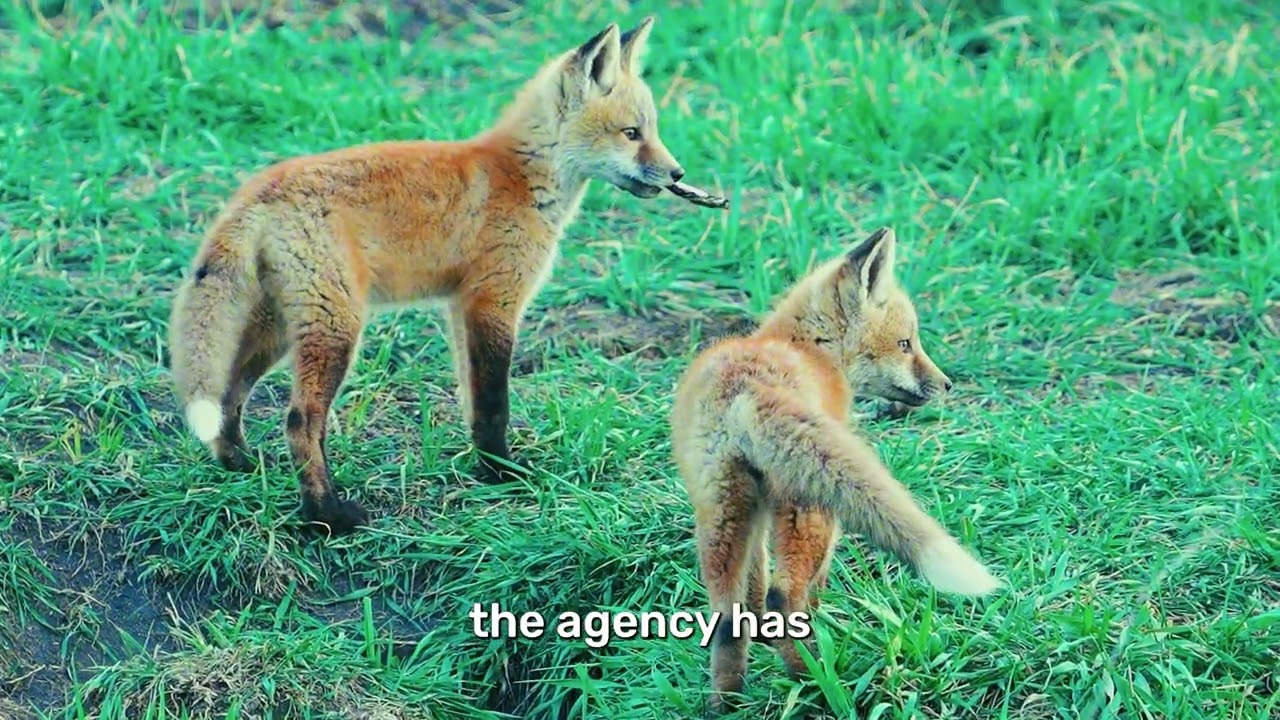 Help Us Ban M-44 Cyanide Bombs... Again