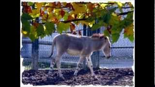 j'habite en france - Michel Sardou
