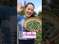MY LOVE FOR LEMONGRASS #hmong #lemongrass #howto