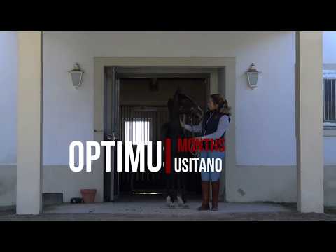 OPTIMUS LUSITANO 6 MONTHS OLD