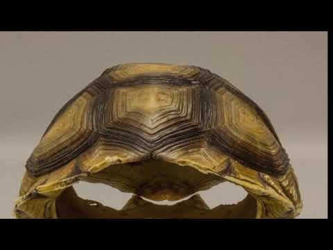 The Rise and Fall of the Aksum Kingdom