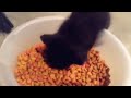 Kitten Talks While Eating