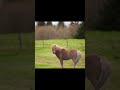 The horse is a swayback horse and was born like that