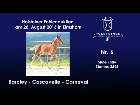 Holsteiner Fohlenauktion 2016 in Elmshorn - Nr. 06 v. Barcley - Cascavelle
