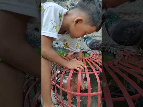 The crest of the giring is very hard #alfattahchannel #merpatial #merpatiku #pigeon