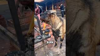 Why Do Goats Burn Their Own Necks?! 😳🔥#wildanimals #animalfacts #goats