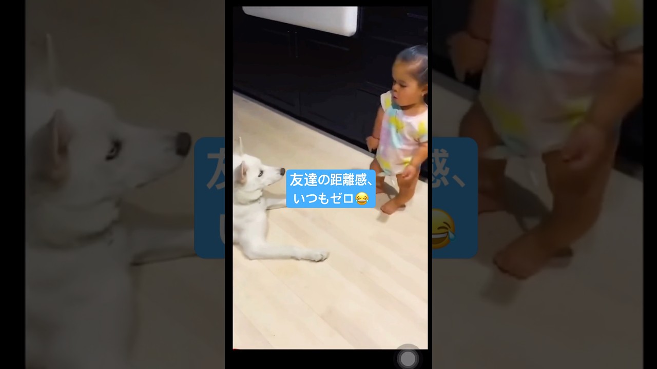 1分で幸せになれる動画