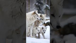 Snow White Wolf Couple With Cubs | You Must See There Emotions #wolf #animals