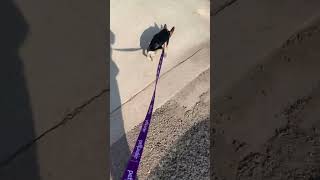 Download lagu Dotty from almosthomedogs.org mp3