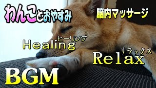 【ヒーリング#4】わんことおやすみ