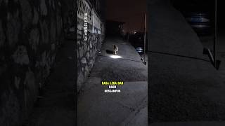 Download lagu Anjing setia yang menjemput pemiliknya pulang kerja mp3