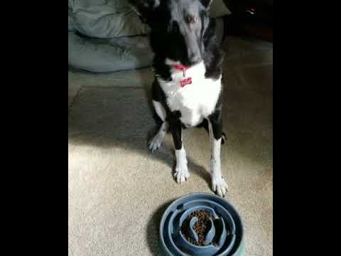 Tarek, an adopted Schipperke & Border Collie Mix in Nashville, TN_image-1