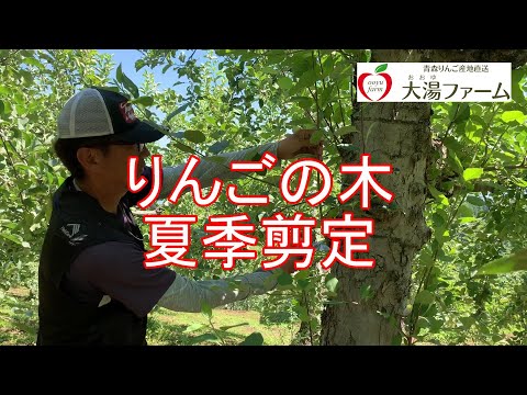 リンゴの木の夏の剪定:6月の剪定はこうなる 植物