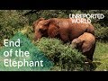 Elephants Being Killed For Their Ivory Unreported World