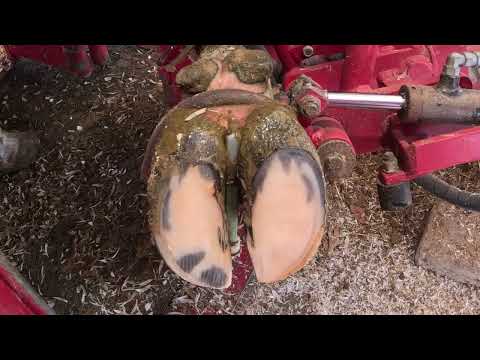 Healthy Hooves, Happy Cows | Gentle Animal Welfare in Action