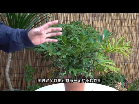 竹柏用途