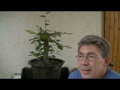 Die Aktion Tanuki und Hainbuche im Sack ( 2022 - 41 )