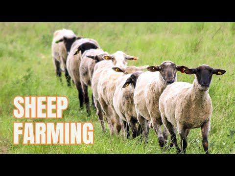 , title : 'Sheep Farming For Beginners - Raising Sheep'