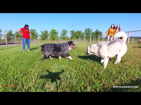 Kennel Tour 18