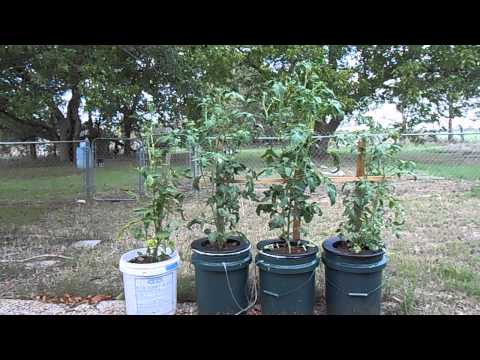 Hydroponics update 9 29 13