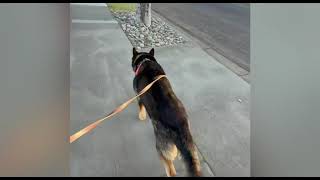 Video preview image #1 Mutt Puppy For Sale in San Jose, CA, USA