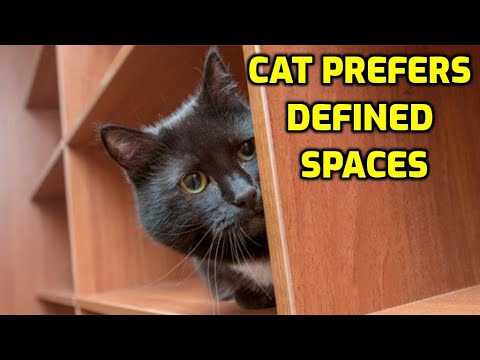 Why Do Cats Like Small And Enclosed Places?