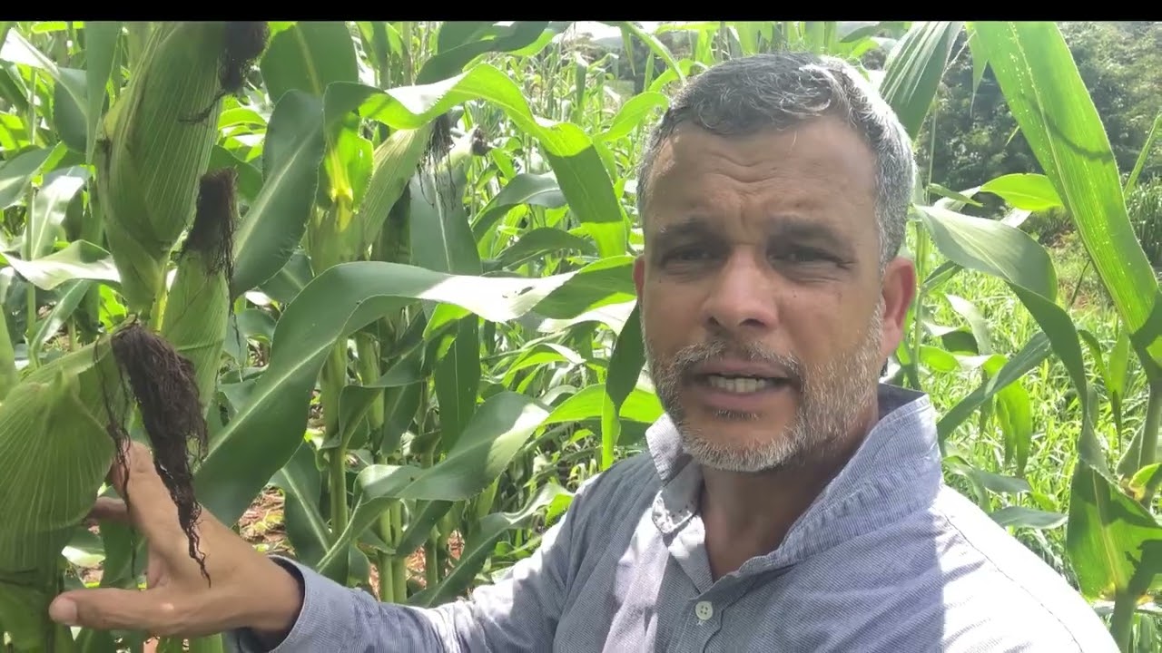 Milho Resultados sem irrigação- Tecnologias aplicadas ao solo, híbridos e manejo das plantas.