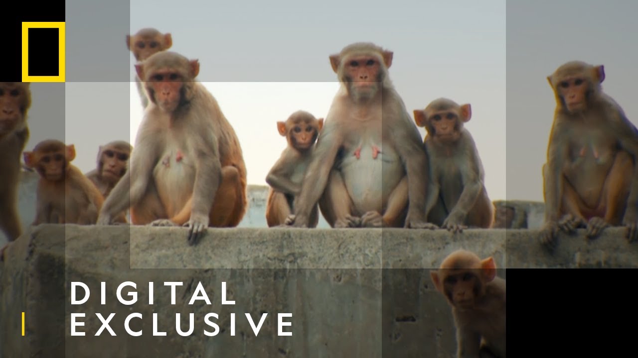 Monkey Street Gang | Jungle Animal Rescue | National Geographic Wild UK