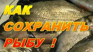 Как правильно заморозить тюльку для рыбалки