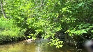 Gentle Small Stream Water Flowing Sound, Green Nature Sight & Beautiful Birds Song for Stress Relief