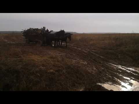 Tracțiun de caii   de la hrip