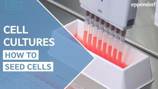 How to seed cells correctly? Cell Culture Do´s and Don´ts Part 1