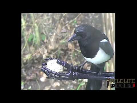 Wildlife Gadget Man Spooky Fat Ball Feeder