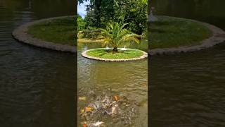 Download lagu βPOV: Feeding koi fish in a fairytale paradise... π π¦’ #shorts #fishfeeding #swans #koifish #goldfish mp3 Download lagu βPOV: Feeding koi fish in a fairytale paradise... π π¦’ #shorts #fishfeeding #swans #koifish #goldfish mp3
