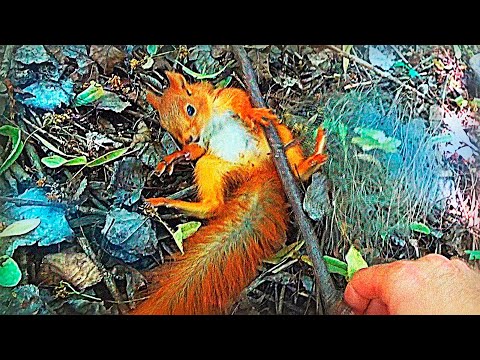 Wie wir das Eichhörnchenbaby retten...