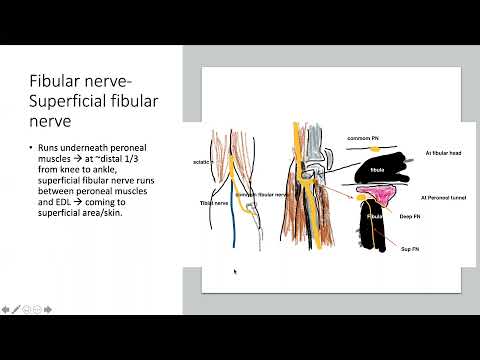 US Lower Limb -Part II Distal Leg muscles & nerves