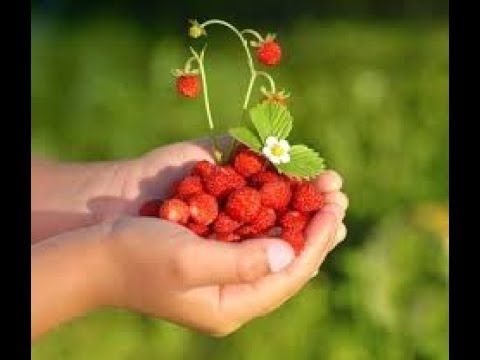 Vidmantas Kokalas -Žemuogės