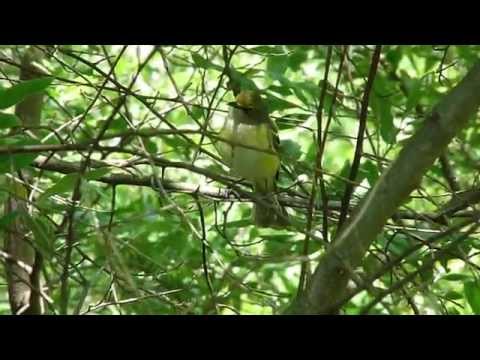 Vireo bielooký (Vireo griseus) — správanie, biotop a hlas