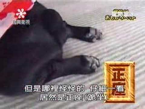 做壞事會下跪道歉的小狗　主人原諒才肯「平身」！(原發表者:chaintai)(影片)