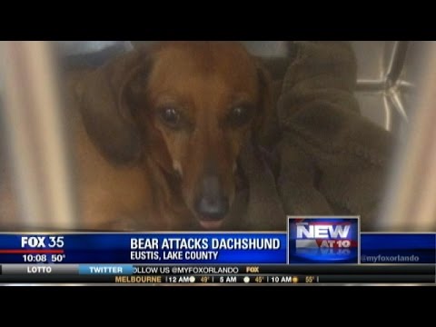 Bear Creek Dachshund