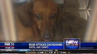 Dachshund fends off bear to protect owner and her son